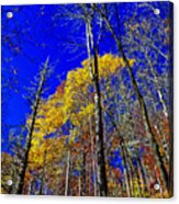 Blue Sky In Fall Acrylic Print