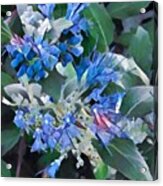 Blue Splash - Flowers Of Spring Acrylic Print