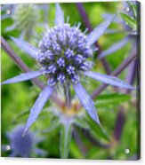 Blue Star Acrylic Print