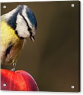 Blue Tit Cyanistes Caeruleus Sat On A Red Apple Looking Down Acrylic Print