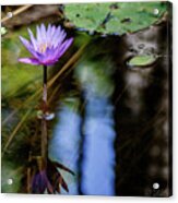 Blue Water Lily Acrylic Print