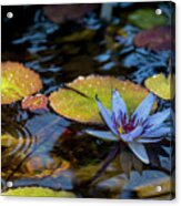 Blue Water Lily Pond Acrylic Print