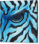Blue Zebra Acrylic Print