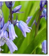 Bluebell Beautiful Blooms Acrylic Print