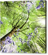 Bluebells From Worms Eye View Acrylic Print