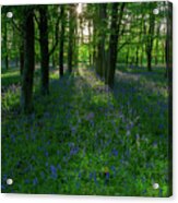Bluebells In Oxey Woods Acrylic Print