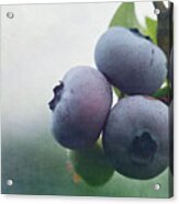 Blueberries Acrylic Print