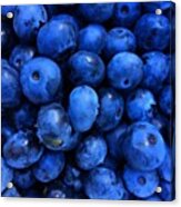 Blueberries Freshly Picked Tasmania Acrylic Print