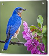 Bluebird Beauty Acrylic Print