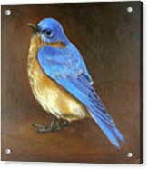 Bluebird Acrylic Print