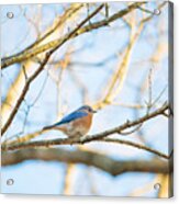 Bluebird In Tree Acrylic Print