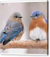 Bluebird Love Acrylic Print