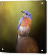 Bluebird On The Nest Pole Acrylic Print