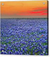 Bluebonnet Sunset Vista - Texas Landscape Acrylic Print