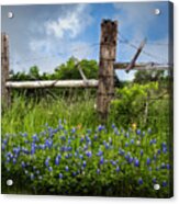 Bluebonnets And Fence Acrylic Print