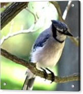 Bluejay Acrylic Print