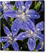 Bluetts Acrylic Print