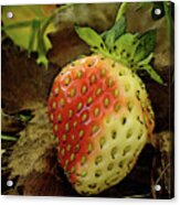Blushing Strawberry Acrylic Print