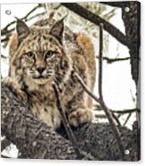 Bobcat In Winter Acrylic Print