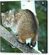 Bobcat On A Tree Acrylic Print