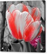 Bold Tulip Acrylic Print