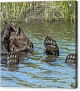 Bone Or Stogie Acrylic Print