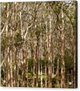 Boranup Forest Acrylic Print