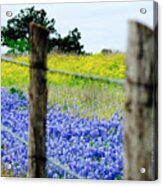 Border Blue Acrylic Print