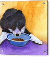 Border Collie Puppy Acrylic Print