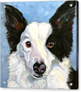 Border Collie Acrylic Print