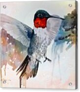 Da185 Bossanova The Hummingbird By Daniel Adams Acrylic Print