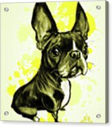 Boston Terrier - Yellow Paint Splatter Acrylic Print