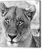 Botswana  Lioness In Black And White Acrylic Print