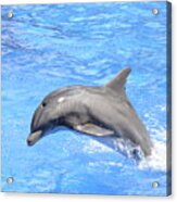 Bottlenose Dolphin Jumping In Pool Acrylic Print