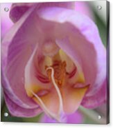 Boudoir Orchid Acrylic Print