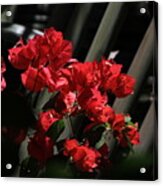 Bougainvilleas Acrylic Print