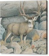 Boulder Buck Acrylic Print
