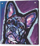 Bouledogue Baby Acrylic Print