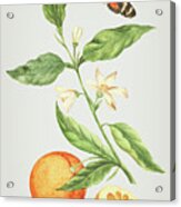 Branch With Blossoming Orange Blossom, Oranges And Butterfly By Cornelis Markee 1763 Acrylic Print