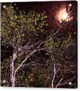 Branches In Articulating Moonlight Acrylic Print