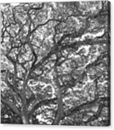 Branches Acrylic Print