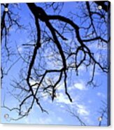 Branches Acrylic Print