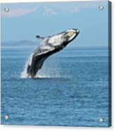 Breaching Humpback Whales Happy-3 Acrylic Print