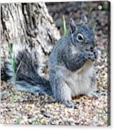 Breakfast At The Bird Feeder Acrylic Print