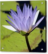 Bright Jacaranda Blue Lotus Flower Acrylic Print