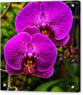Bright Purple Orchids Acrylic Print