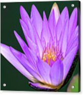 Bright Purple Water Lily Acrylic Print