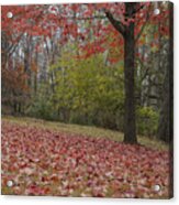 Bright Red Maple Tree Acrylic Print