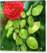 Bright Red Rose with Dark Background Painting by Sharon Freeman - Fine ...