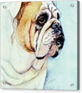 British Bulldog Acrylic Print